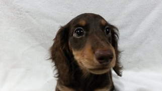 Dachshund Puppy for sale in Summerfield, FL, USA