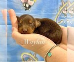 Small #1 Dachshund