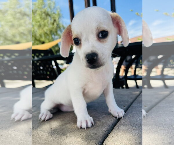 Medium Photo #2 Chihuahua Puppy For Sale in Marina Del Rey, CA, USA