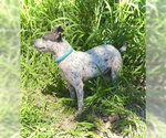 Small #2 Pug Mix