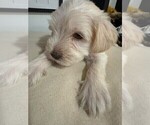 Small Photo #2 Schnauzer (Miniature) Puppy For Sale in CONROE, TX, USA
