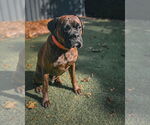 Small #1 Boxer