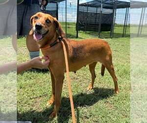 Mutt Dogs for adoption in Abbeville, LA, USA