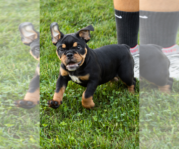Medium Photo #4 English Bulldog-Olde English Bulldogge Mix Puppy For Sale in MILFORD, IN, USA
