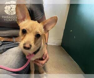 Mutt Dogs for adoption in Pasadena, CA, USA