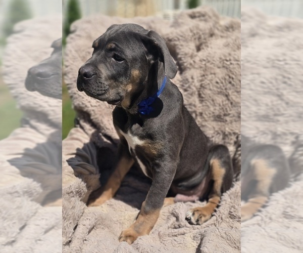 Medium Photo #2 Cane Corso Puppy For Sale in MINERAL WELLS, WV, USA