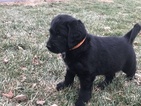 Small Photo #2 Labradoodle Puppy For Sale in CLINTON CNTY, OH, USA