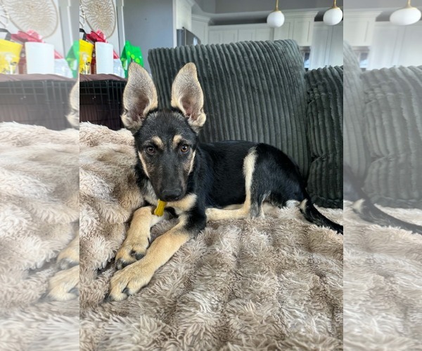 Medium Photo #7 German Shepherd Dog Puppy For Sale in Sandy, UT, USA