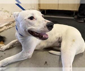 Mutt Dogs for adoption in Camarillo, CA, USA