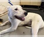 *TINKERBELL - Female Mutt Dog for Adoption - Small photo
