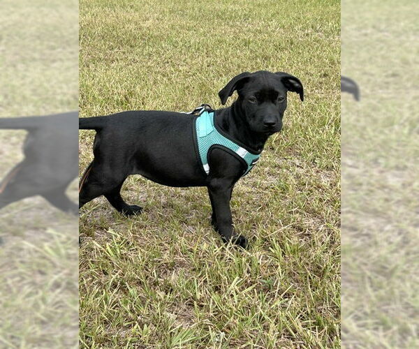 Medium Photo #5 Mutt Puppy For Sale in Tarrytown, GA, USA