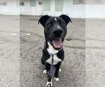 Small #5 Labrador Retriever Mix