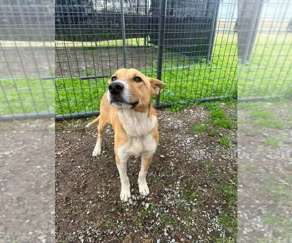 Medium Photo #4 Mutt Puppy For Sale in Abbeville, LA, USA