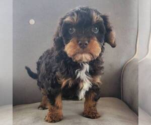 Cavapoo Puppy for Sale in MOHNTON, Pennsylvania USA