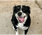 Small #8 Australian Shepherd Mix