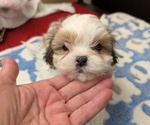 Puppy M1 Shih Tzu