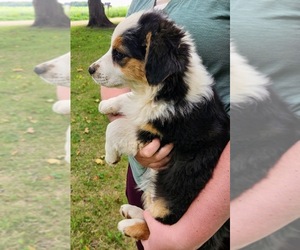 Australian Shepherd Puppy for sale in SAINT JOHNS, MI, USA