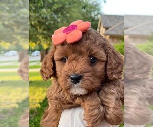 Cavapoo (Miniature) Puppy for sale in PLANO, TX, USA