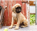 Puppy Reggie Mastiff