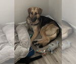 Small #2 German Shepherd Dog