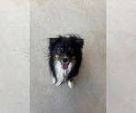 Small #4 Australian Shepherd Mix