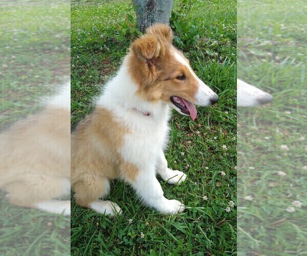 Medium Photo #3 Collie Puppy For Sale in WEST LIBERTY, KY, USA