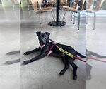 Small #5 American Pit Bull Terrier Mix