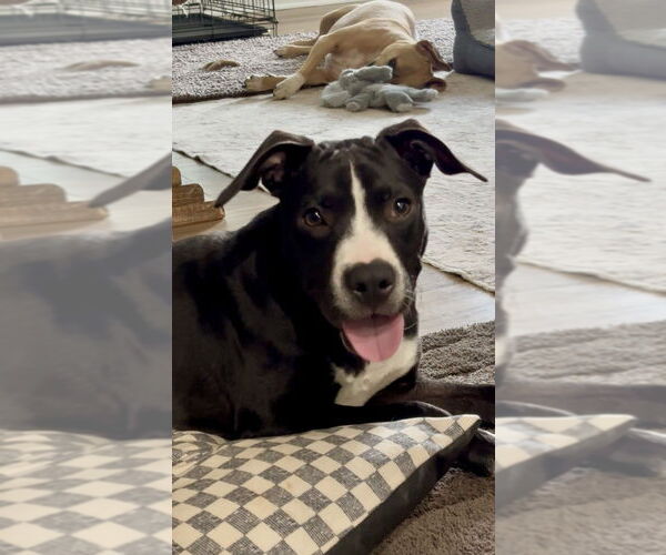 Medium Photo #6 Mutt Puppy For Sale in Mooresville, NC, USA