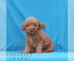 Small Goldendoodle (Miniature)