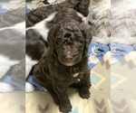 Small Photo #10 Labradoodle Puppy For Sale in PINEVILLE, LA, USA