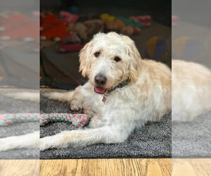 Labradoodle Dogs for adoption in San Diego, CA, USA