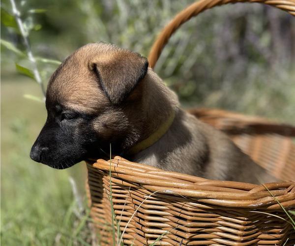 Medium Photo #6 Belgian Malinois Puppy For Sale in S CHARLESTON, WV, USA