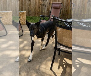 Border Collie-Unknown Mix Dogs for adoption in Dallas, TX, USA