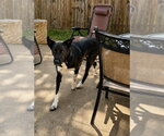 Small Border Collie Mix
