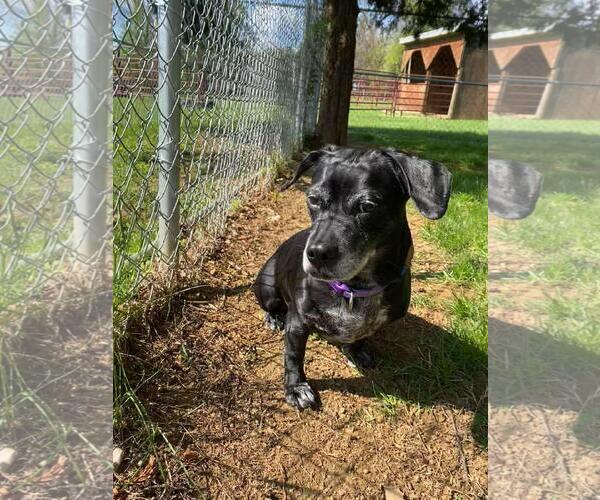 Medium Photo #1 Dachsador Puppy For Sale in Front Royal, VA, USA