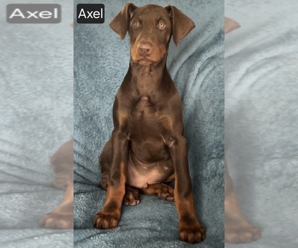 Medium Photo #8 Doberman Pinscher Puppy For Sale in POMEROY, OH, USA
