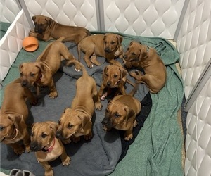 Rhodesian Ridgeback Puppy for sale in GARRETSON, SD, USA