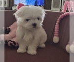 Small #4 Maltese