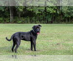 Small #4 Mutt