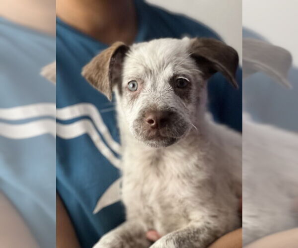 Medium Photo #2 Mutt Puppy For Sale in Dana Point, CA, USA