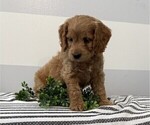 Small #1 Cockapoo