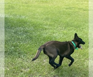 Belgian Malinois Puppy for sale in LAKE BUTLER, FL, USA