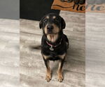 Small #1 Rottweiler Mix
