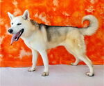 Small Siberian Husky