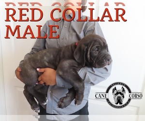 Cane Corso Puppy for sale in APPLE VALLEY, CA, USA