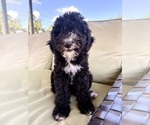 Small #1 Goldendoodle-Sheepadoodle Mix