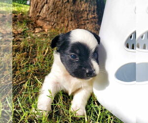 Papillon-Unknown Mix Dogs for adoption in Vail, AZ, USA