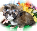 Small #3 ShihPoo-Yorkshire Terrier Mix