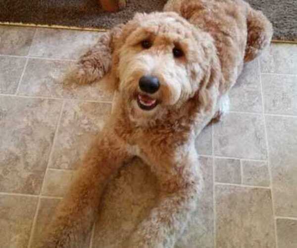 Medium Photo #1 Goldendoodle Puppy For Sale in LOWVILLE, NY, USA