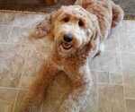 Small Photo #1 Goldendoodle Puppy For Sale in LOWVILLE, NY, USA